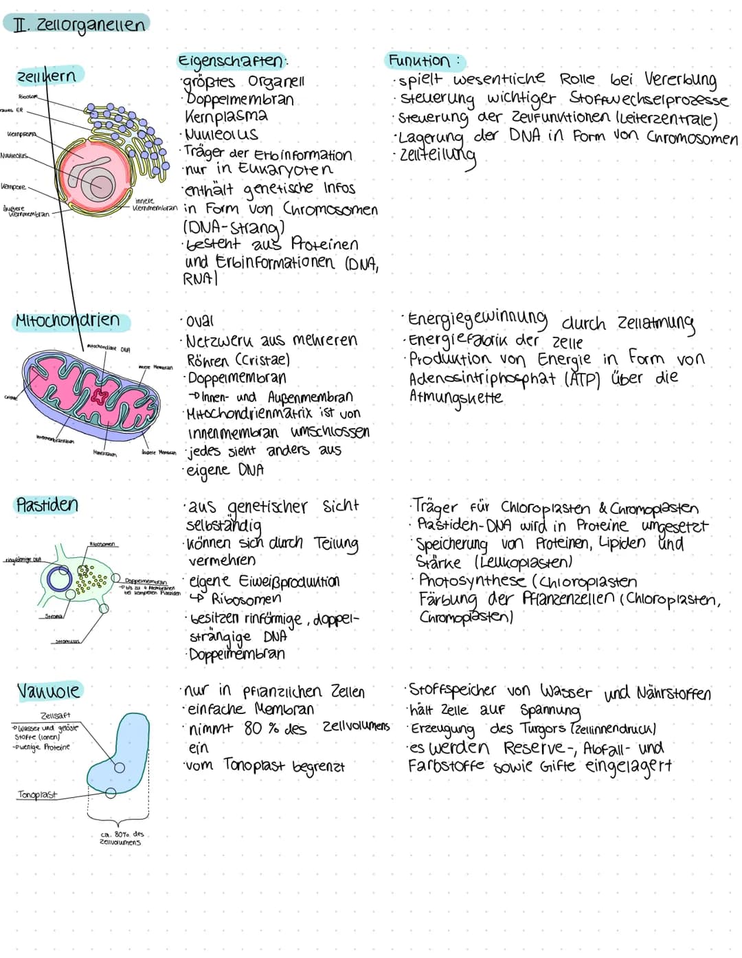 I. Zelltypen:
pflanzliche Zelle:
(Eukaryoten)
Cytoskelett
Zellmembran
-begrenzt das Zell-
plasma
Zellwand
Chloroplast
DOrt der Foto-
Synthes