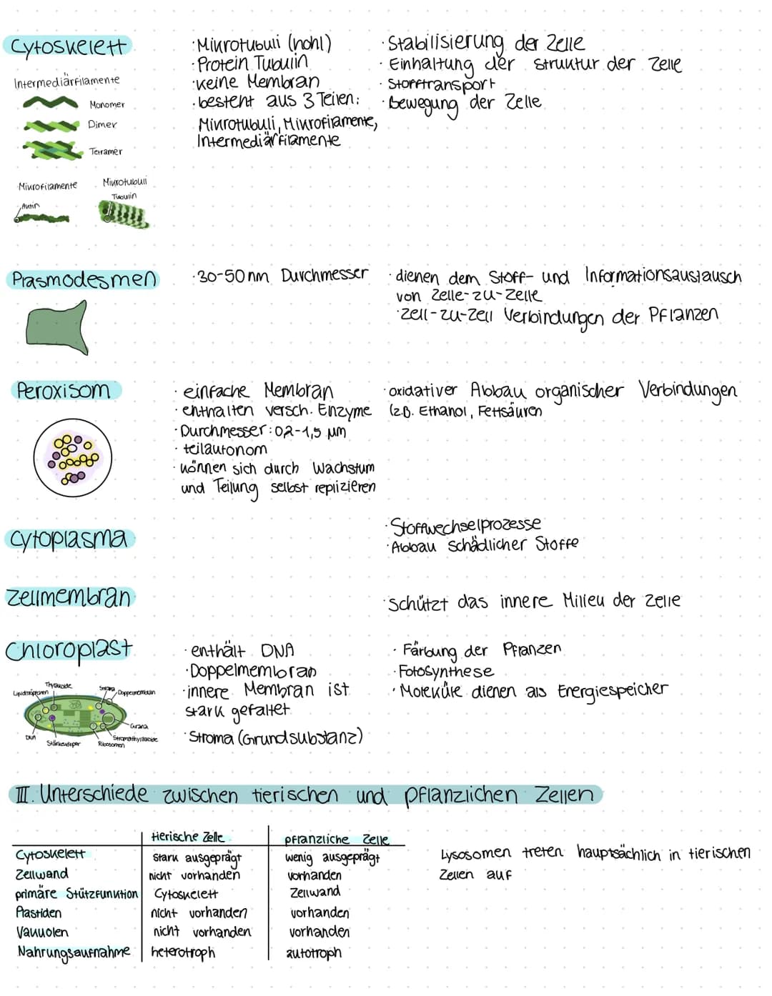 I. Zelltypen:
pflanzliche Zelle:
(Eukaryoten)
Cytoskelett
Zellmembran
-begrenzt das Zell-
plasma
Zellwand
Chloroplast
DOrt der Foto-
Synthes