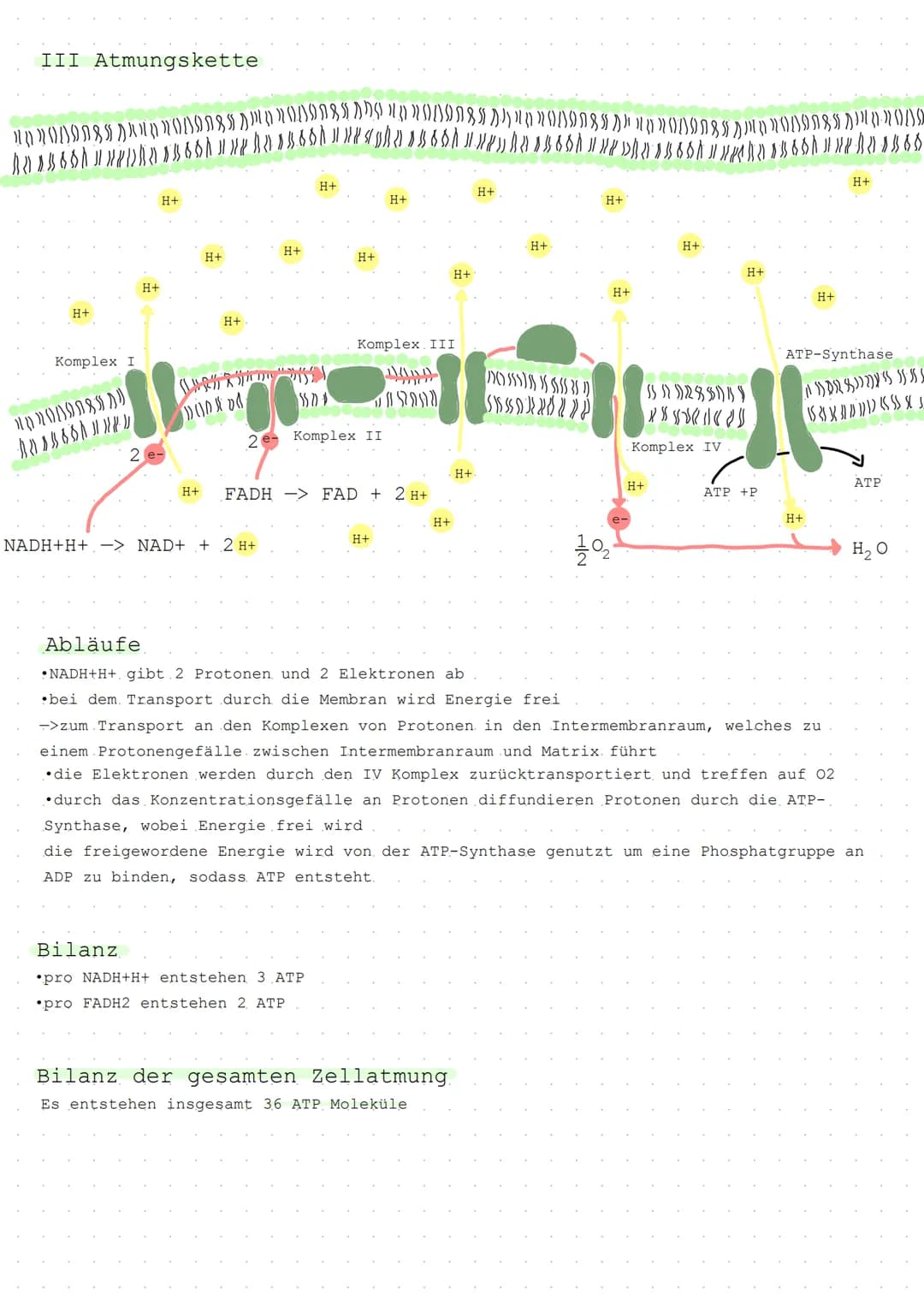 Dissimilation.
Die Umwandlung Körpereigener energiereichen Stoffe in energieärmere Stoffe
Stoffumwandlung mit Sauerstoff-> C H₂O6 + 60₂ -> 6
