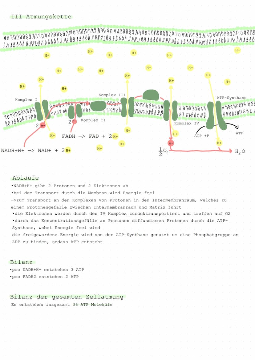 Dissimilation.
Die Umwandlung Körpereigener energiereichen Stoffe in energieärmere Stoffe
Stoffumwandlung mit Sauerstoff-> C H₂O6 + 60₂ -> 6