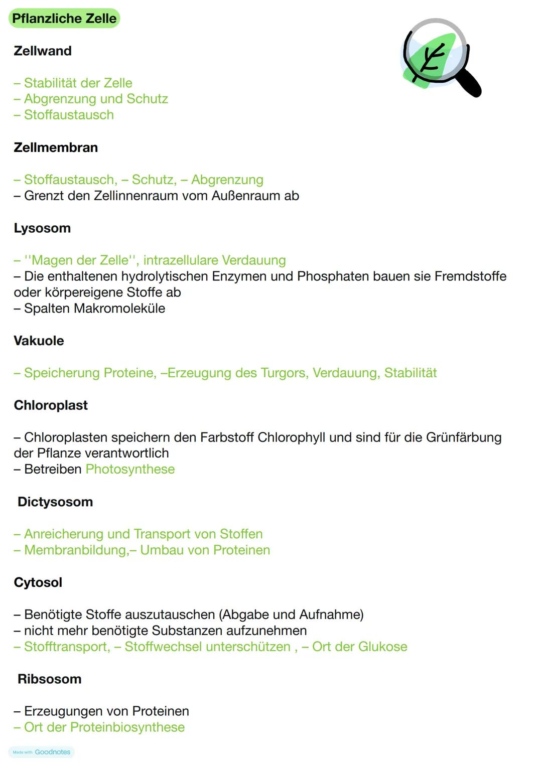 Pflanzliche Zelle
Zellwand
- Stabilität der Zelle
- Abgrenzung und Schutz
- Stoffaustausch
Zellmembran
Stoffaustausch, - Schutz, -Abgrenzung