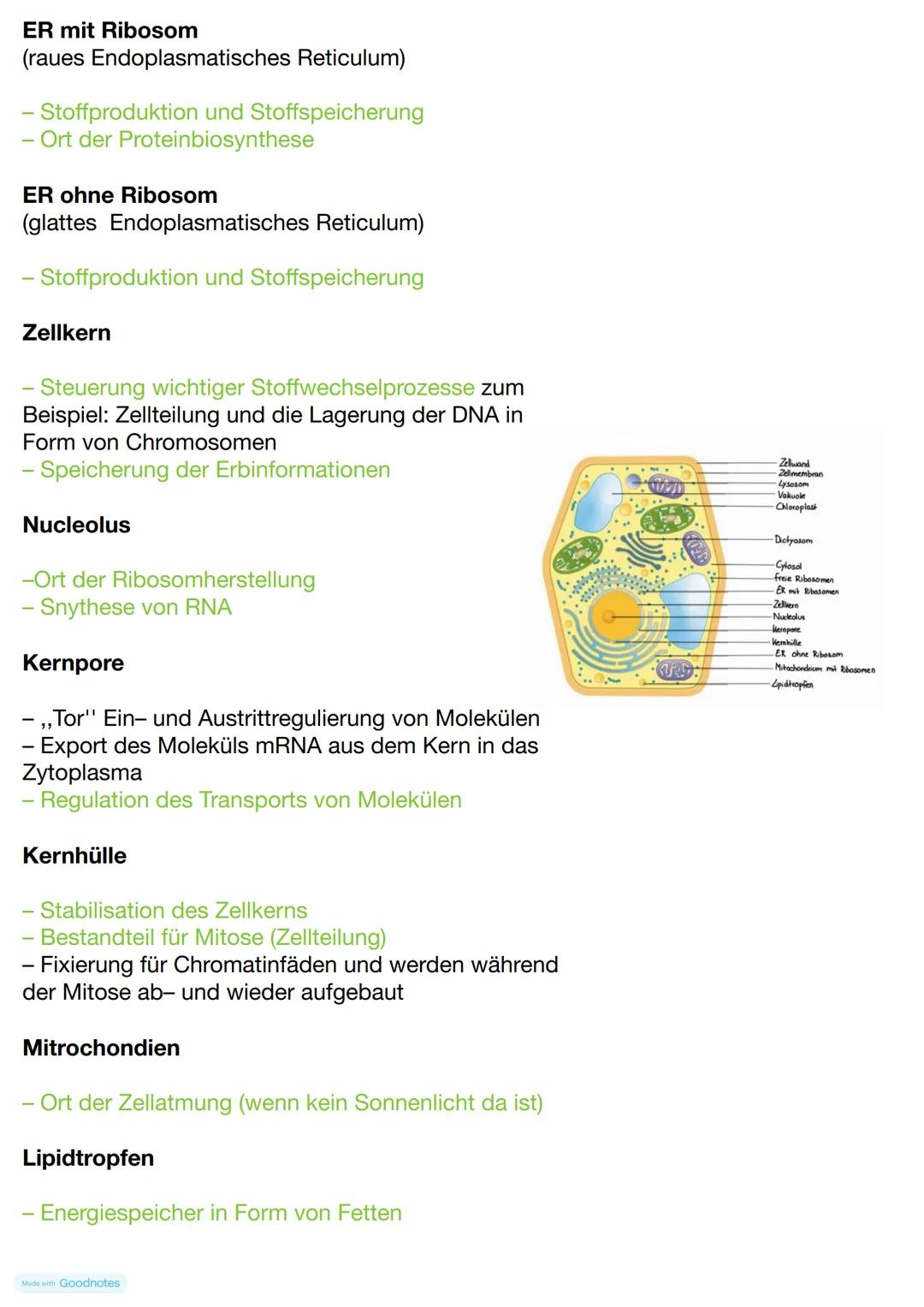Pflanzliche Zelle
Zellwand
- Stabilität der Zelle
- Abgrenzung und Schutz
- Stoffaustausch
Zellmembran
Stoffaustausch, - Schutz, -Abgrenzung