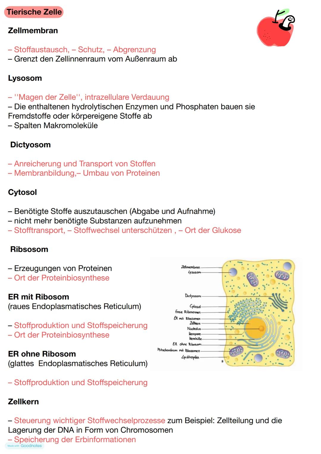 Pflanzliche Zelle
Zellwand
- Stabilität der Zelle
- Abgrenzung und Schutz
- Stoffaustausch
Zellmembran
Stoffaustausch, - Schutz, -Abgrenzung