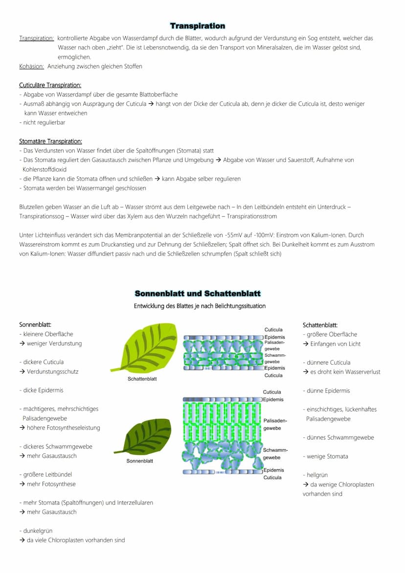 Fotosynthese
Ablauf:
1. Lichtabhängige Reaktion
Vorbereitung → Vorabi 2024 Niedersachsen → Biologie LK
(Lichtreaktion/Primärreaktion)
2. Lic