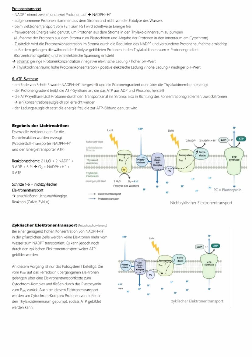 Fotosynthese
Ablauf:
1. Lichtabhängige Reaktion
Vorbereitung → Vorabi 2024 Niedersachsen → Biologie LK
(Lichtreaktion/Primärreaktion)
2. Lic