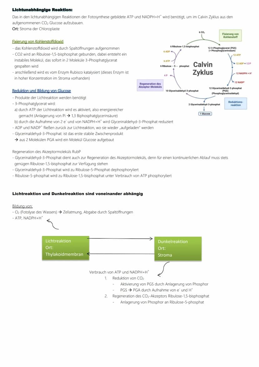 Fotosynthese
Ablauf:
1. Lichtabhängige Reaktion
Vorbereitung → Vorabi 2024 Niedersachsen → Biologie LK
(Lichtreaktion/Primärreaktion)
2. Lic