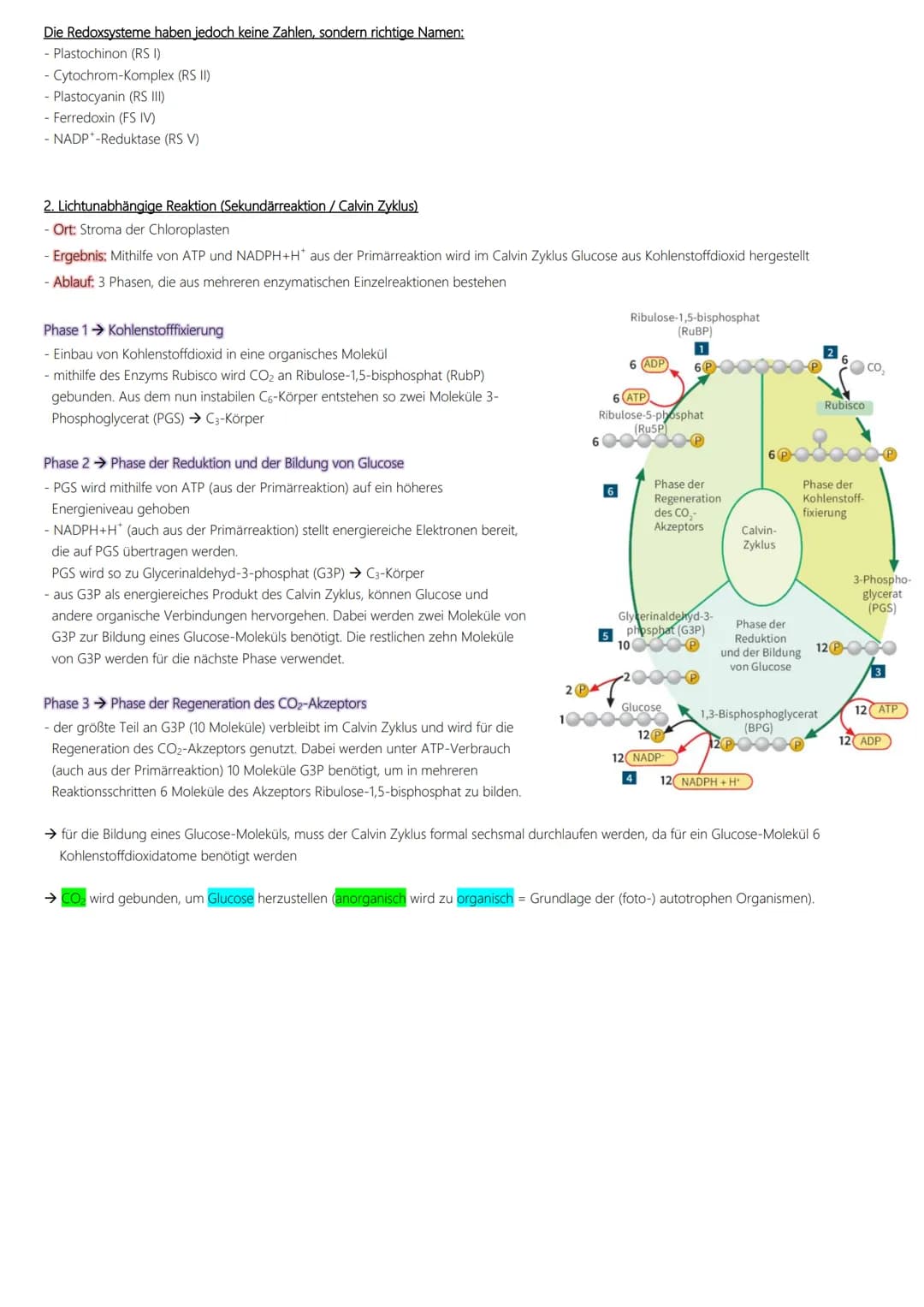 Fotosynthese
Ablauf:
1. Lichtabhängige Reaktion
Vorbereitung → Vorabi 2024 Niedersachsen → Biologie LK
(Lichtreaktion/Primärreaktion)
2. Lic