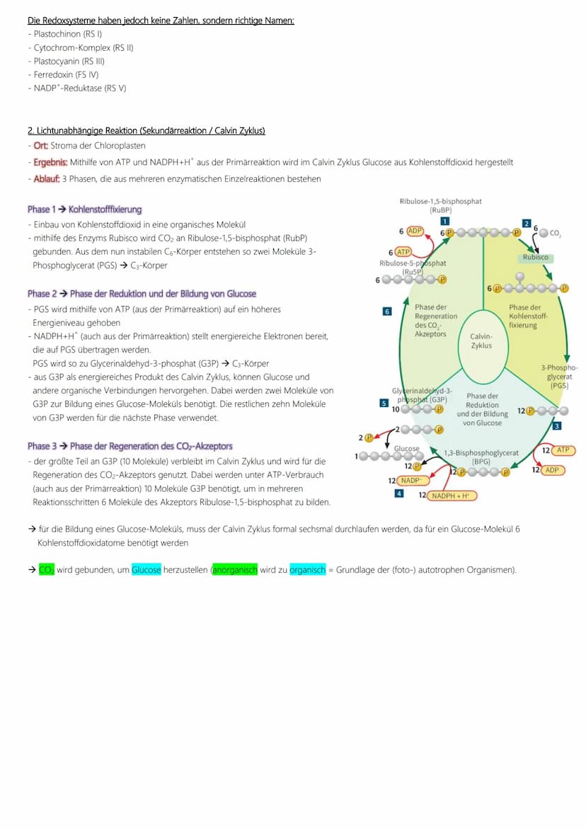Fotosynthese
Ablauf:
1. Lichtabhängige Reaktion
Vorbereitung → Vorabi 2024 Niedersachsen → Biologie LK
(Lichtreaktion/Primärreaktion)
2. Lic