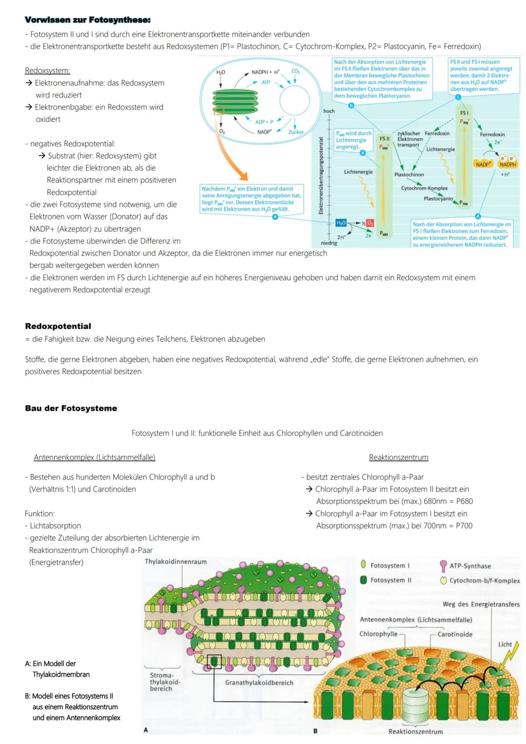 Fotosynthese
Ablauf:
1. Lichtabhängige Reaktion
Vorbereitung → Vorabi 2024 Niedersachsen → Biologie LK
(Lichtreaktion/Primärreaktion)
2. Lic