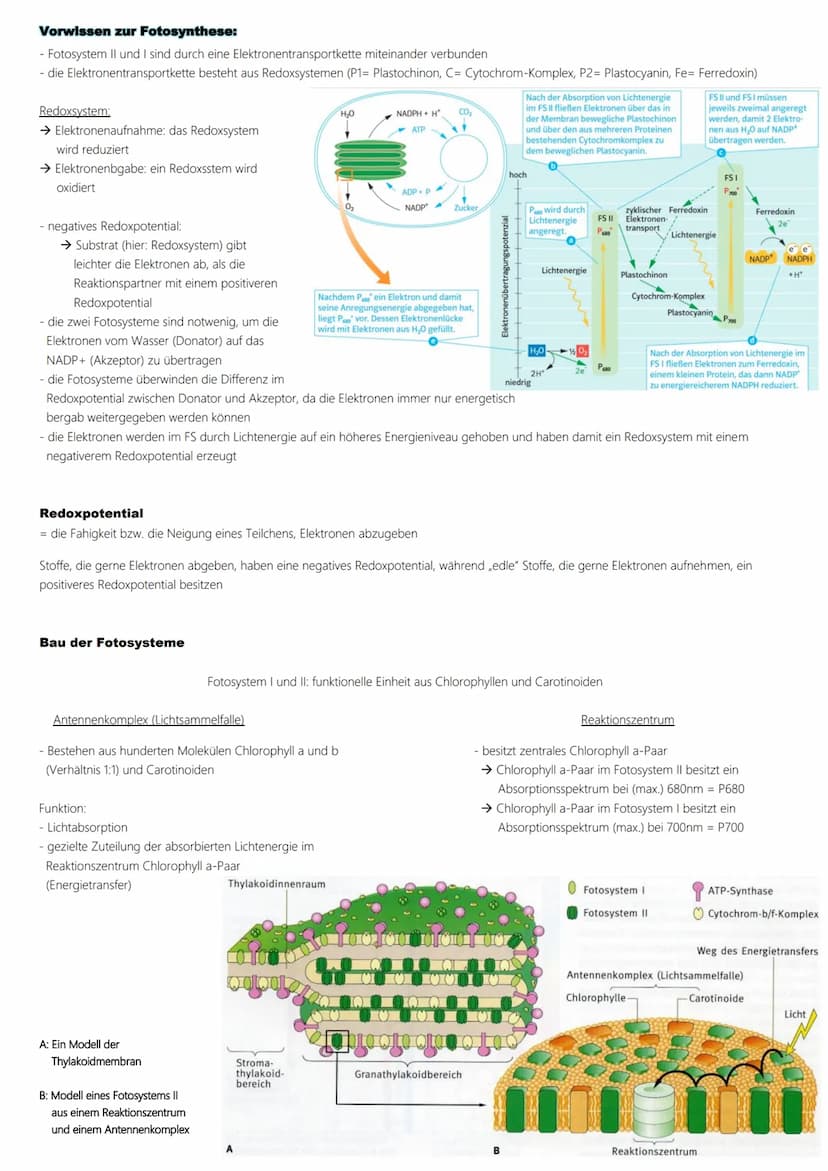 Fotosynthese
Ablauf:
1. Lichtabhängige Reaktion
Vorbereitung → Vorabi 2024 Niedersachsen → Biologie LK
(Lichtreaktion/Primärreaktion)
2. Lic