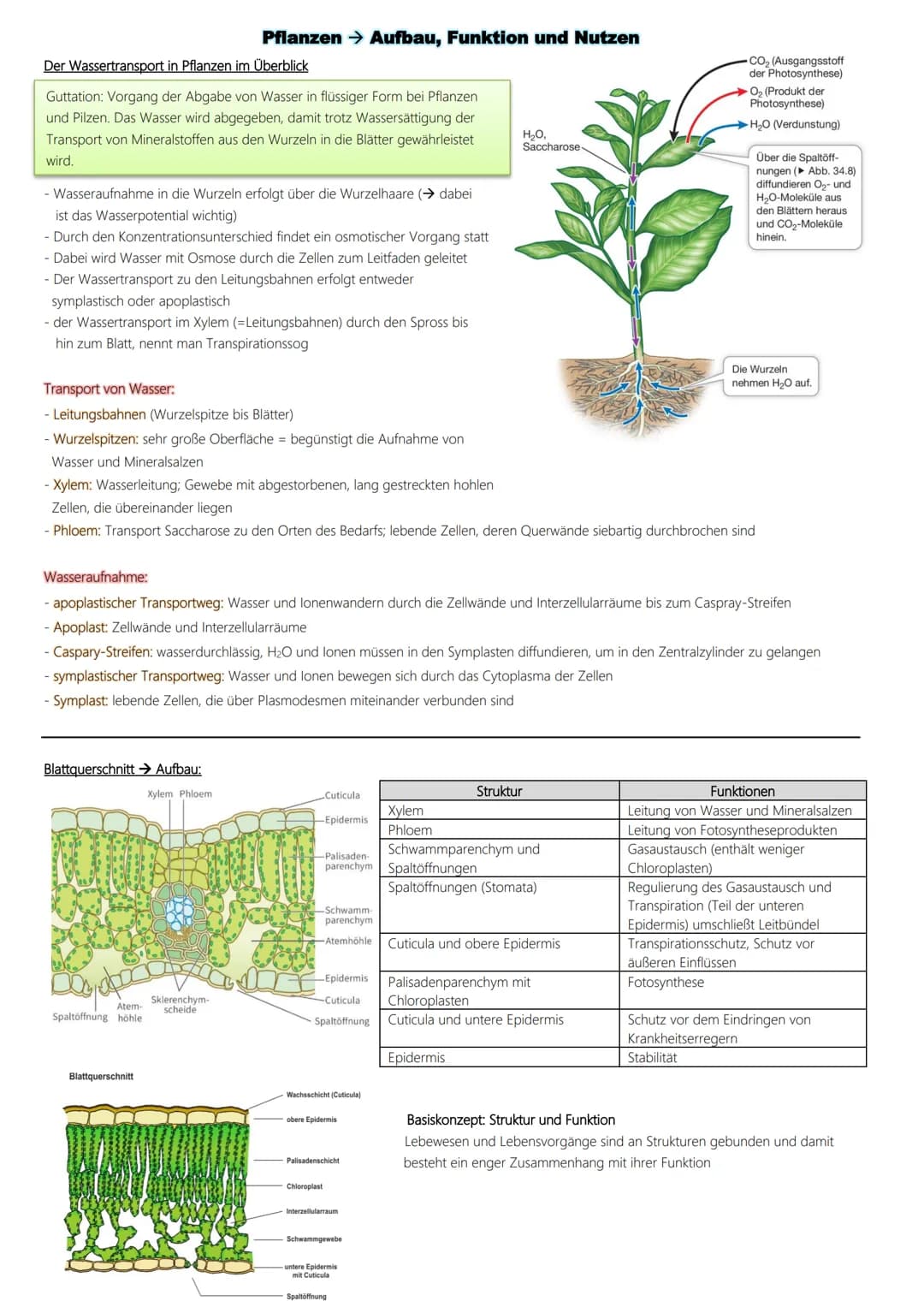 Fotosynthese
Ablauf:
1. Lichtabhängige Reaktion
Vorbereitung → Vorabi 2024 Niedersachsen → Biologie LK
(Lichtreaktion/Primärreaktion)
2. Lic