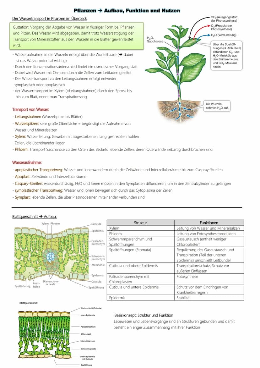 Fotosynthese
Ablauf:
1. Lichtabhängige Reaktion
Vorbereitung → Vorabi 2024 Niedersachsen → Biologie LK
(Lichtreaktion/Primärreaktion)
2. Lic