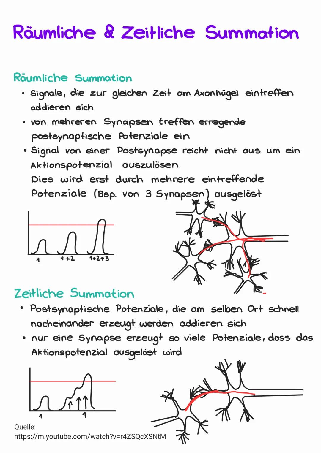# Räumliche & Zeitliche Summation

## Räumliche Summation
*   Signale, die zur gleichen Zeit am Axonhügel eintreffen
addieren sich
*   von m