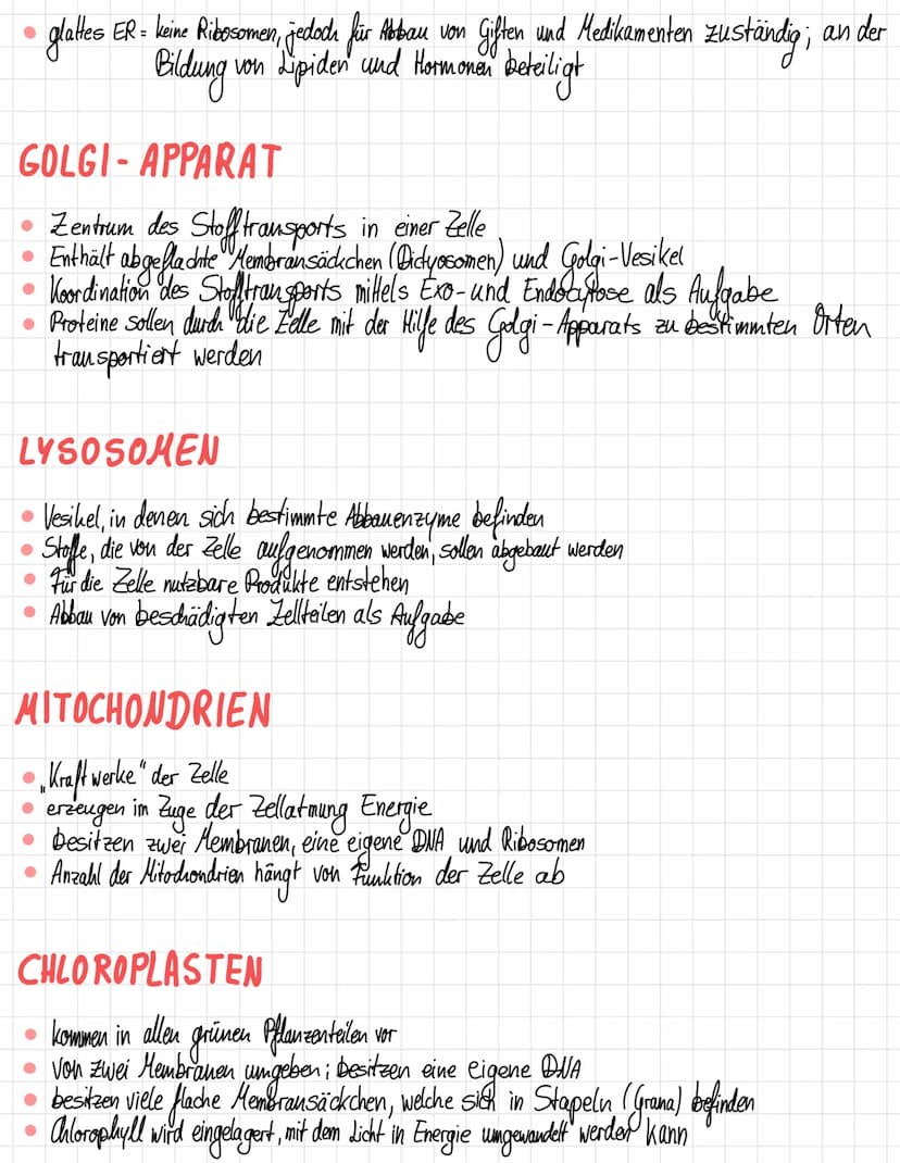 ZELLORGANELLEN
Was sind die Zellorganellen?
• Zellkern
Ribosomen
Endoplasmatisches Retikulum
Golgi - Apparat
Lysosomen
● Mitochondrien
Chlor