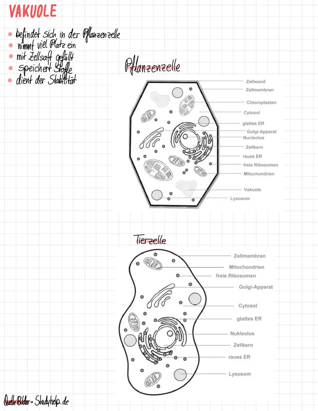 ZELLORGANELLEN
Was sind die Zellorganellen?
• Zellkern
Ribosomen
Endoplasmatisches Retikulum
Golgi - Apparat
Lysosomen
● Mitochondrien
Chlor