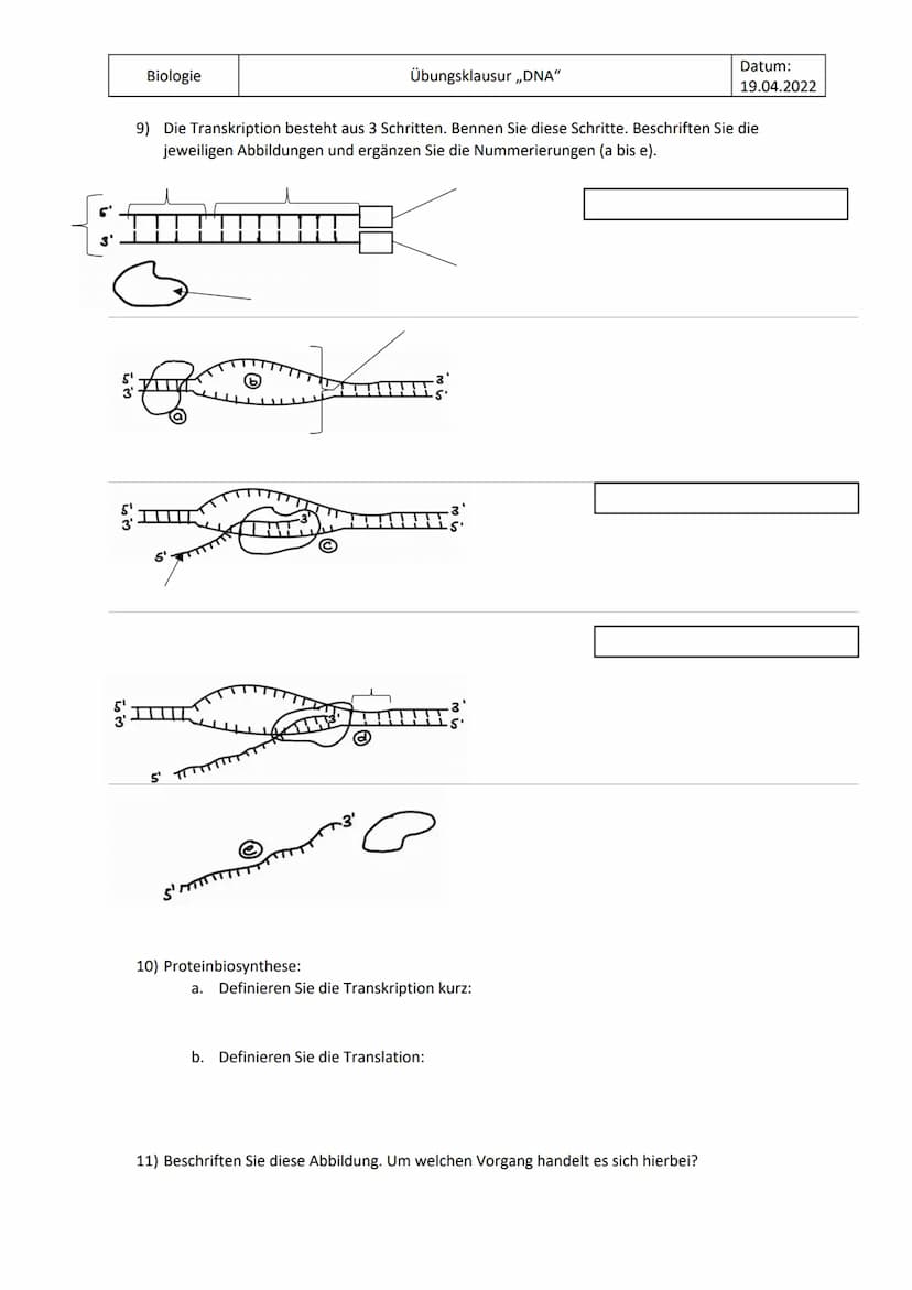 Biologie
1) Zeichnen Sie die komplementären Basenpaare.
2) Beschriften Sie diese Abbildung der DNA.
3'-Ende
HO
3₁
3
3⁰
5
5'-Ende
6) Was ist 
