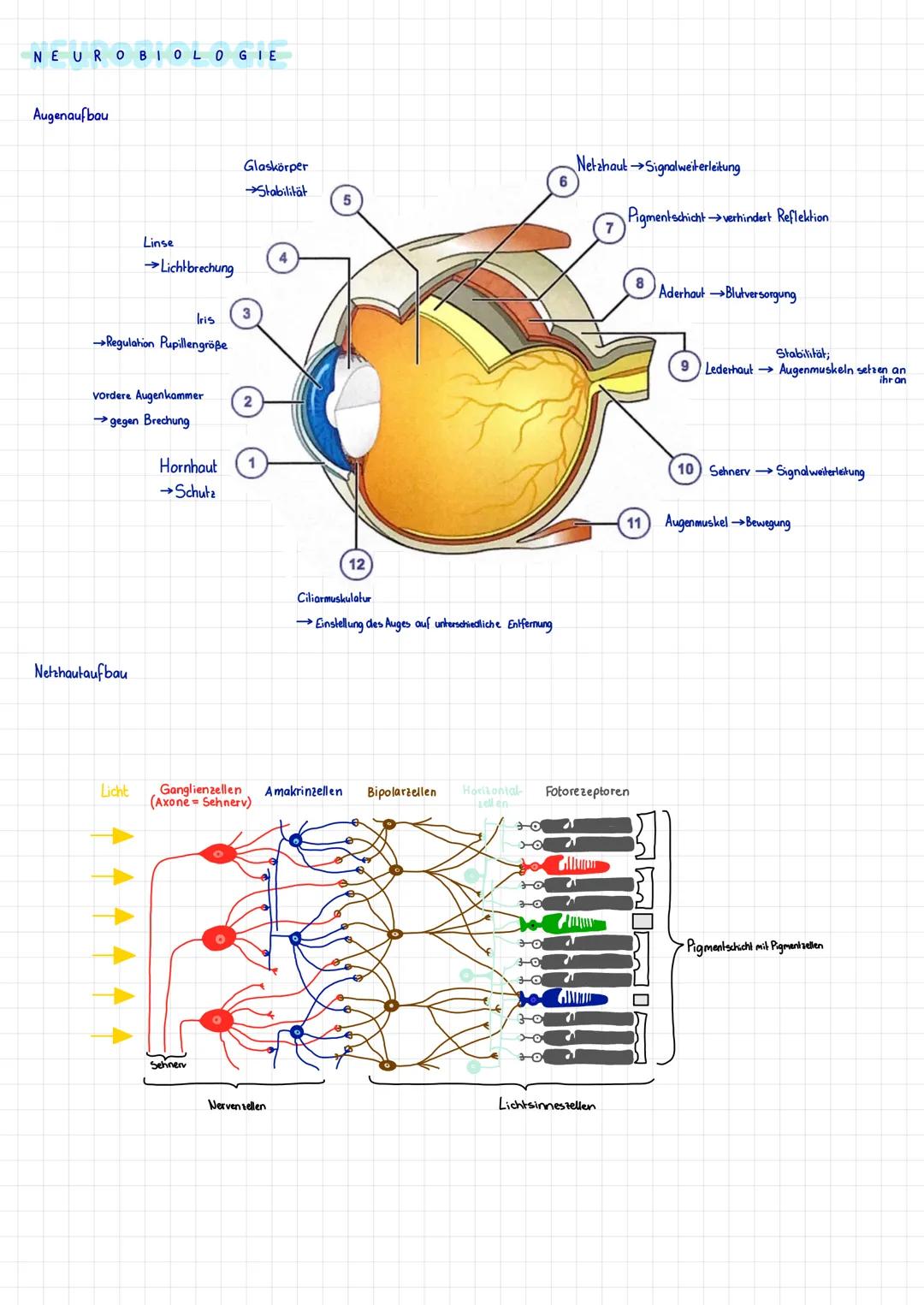 NEUROBIOLOGIE
Augenaufbau
Linse
Iris
→Regulation Pupillengröße
Netzhautaufbau
→Lichtbrechung
vordere Augenkammer
→gegen Brechung
Licht
Hornh