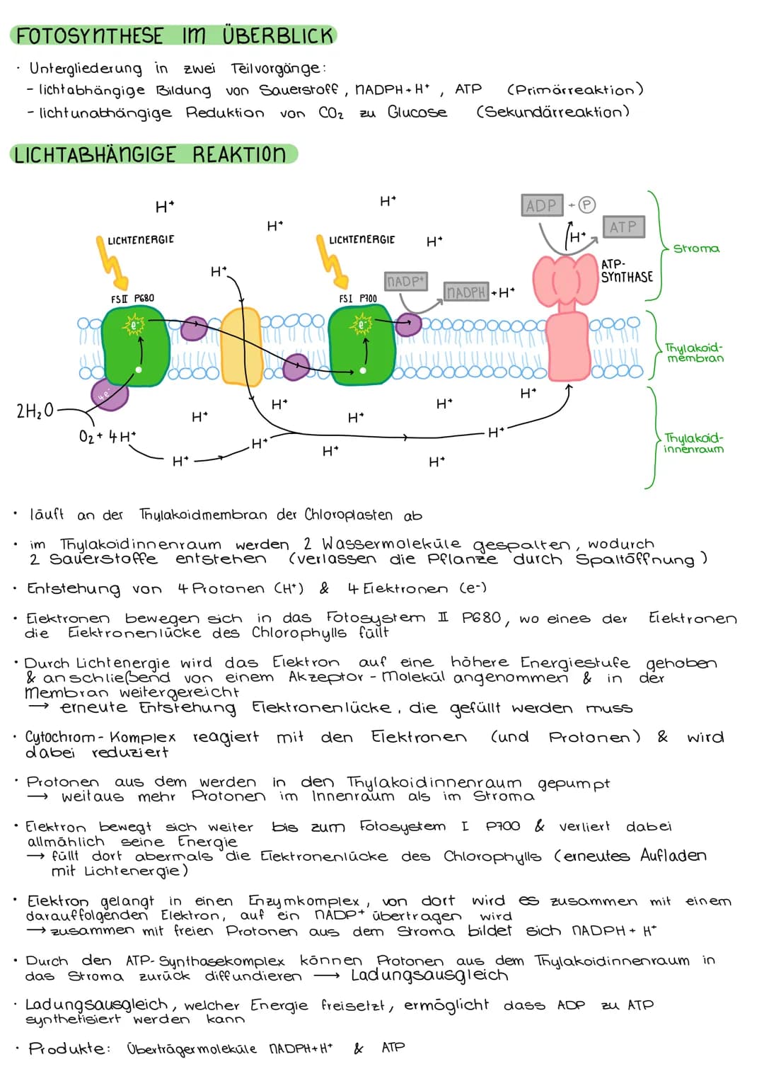 FOTOSYNTHESE
CHLOROPLASTEN
• verleihen der Pflanze ihre grüne Farbe
• für Fotosynthese zuständig (→ Zellstoffwechsel)
• nur in pflanzlichen 