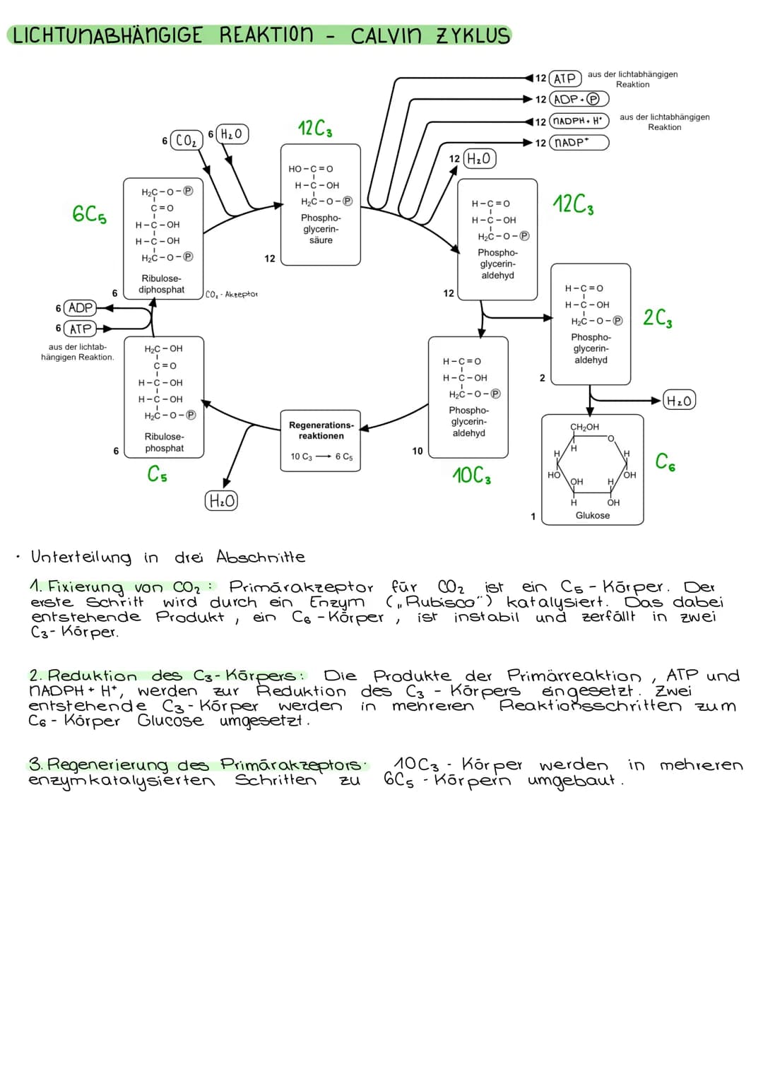 FOTOSYNTHESE
CHLOROPLASTEN
• verleihen der Pflanze ihre grüne Farbe
• für Fotosynthese zuständig (→ Zellstoffwechsel)
• nur in pflanzlichen 