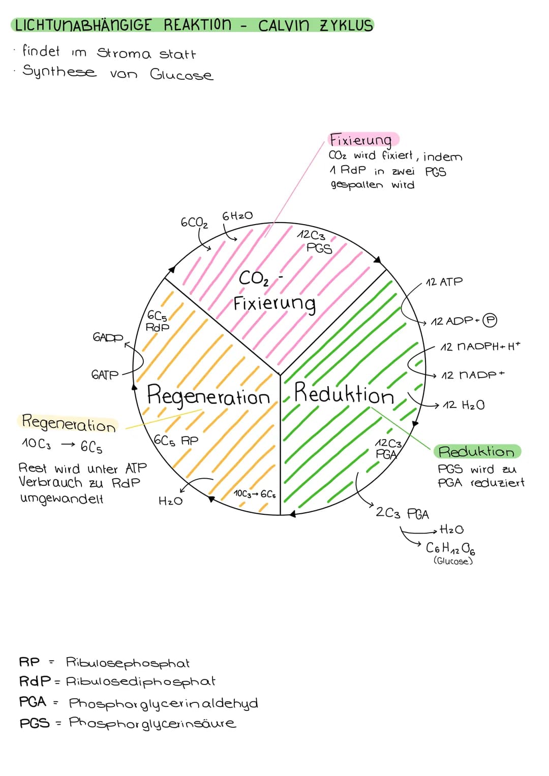 FOTOSYNTHESE
CHLOROPLASTEN
• verleihen der Pflanze ihre grüne Farbe
• für Fotosynthese zuständig (→ Zellstoffwechsel)
• nur in pflanzlichen 