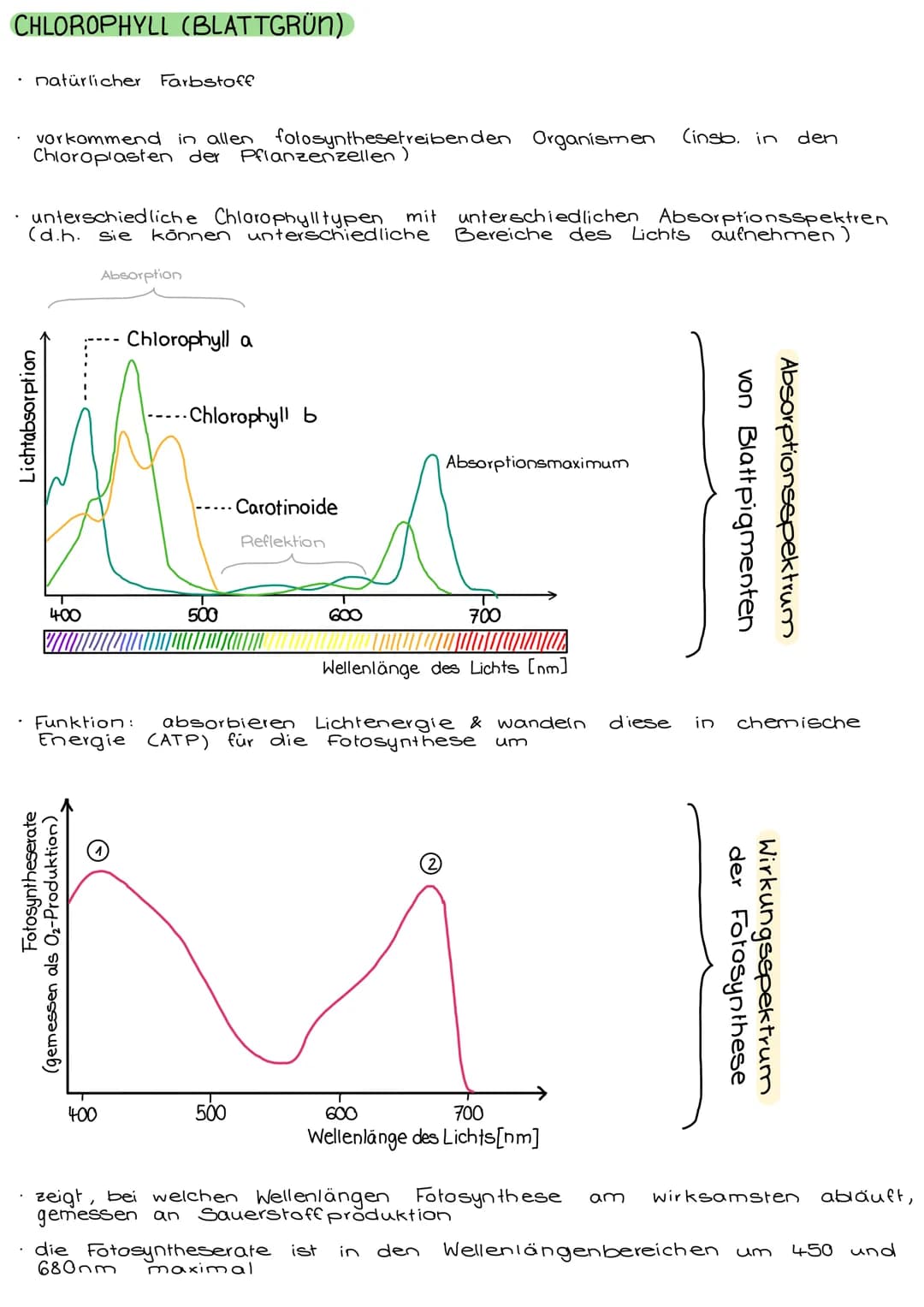 FOTOSYNTHESE
CHLOROPLASTEN
• verleihen der Pflanze ihre grüne Farbe
• für Fotosynthese zuständig (→ Zellstoffwechsel)
• nur in pflanzlichen 
