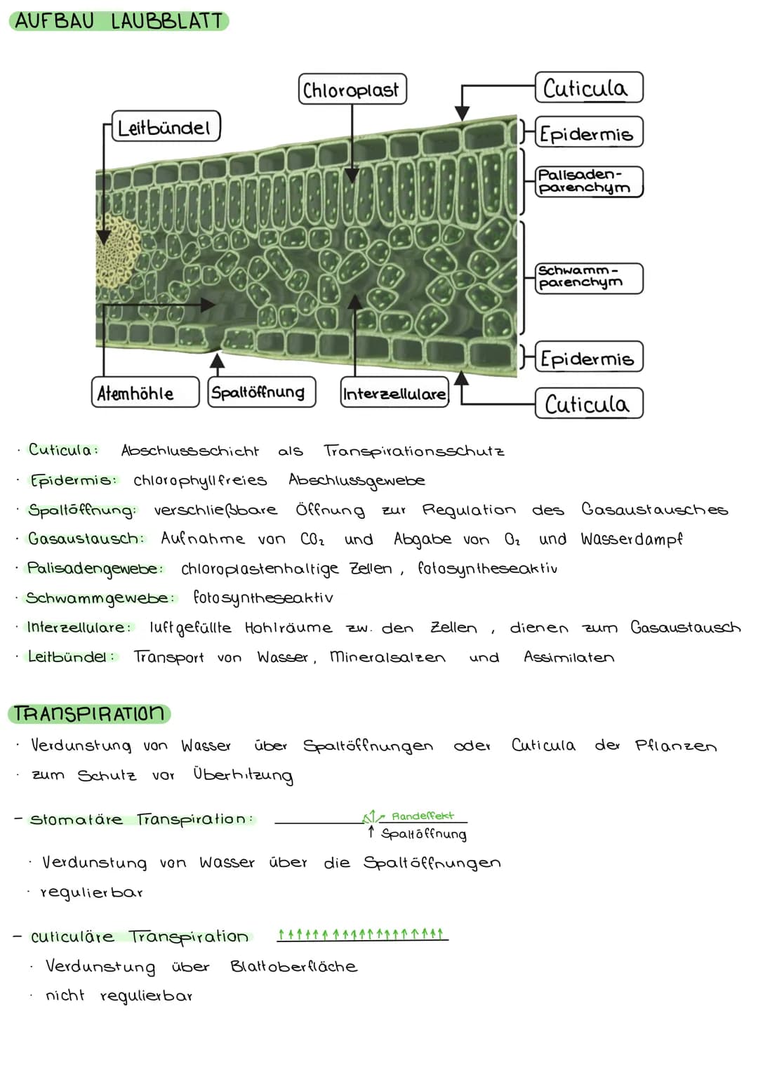 FOTOSYNTHESE
CHLOROPLASTEN
• verleihen der Pflanze ihre grüne Farbe
• für Fotosynthese zuständig (→ Zellstoffwechsel)
• nur in pflanzlichen 