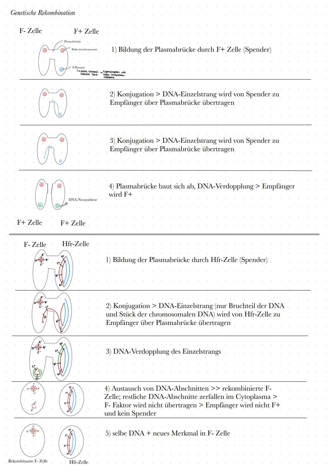 Genetische Rekombination
F-Zelle
F+ Zelle
ทาง
F-Zelle
OF
(O)
00.
Rekombinante F-Zelle
Plasmabrücke
F+ Zelle
Bakterienchromosom
F-Plasmid
↳ex