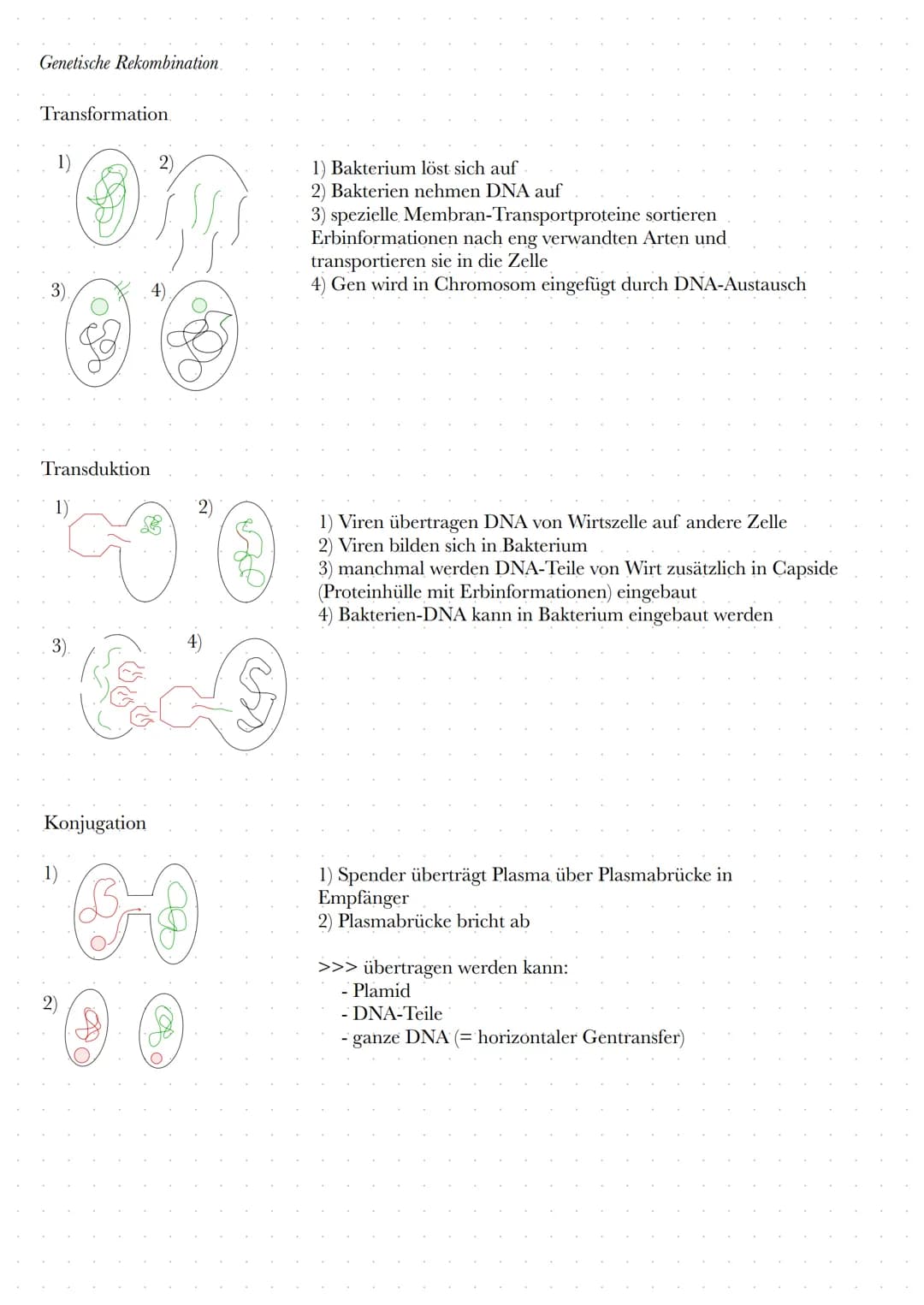 Genetische Rekombination
F-Zelle
F+ Zelle
ทาง
F-Zelle
OF
(O)
00.
Rekombinante F-Zelle
Plasmabrücke
F+ Zelle
Bakterienchromosom
F-Plasmid
↳ex