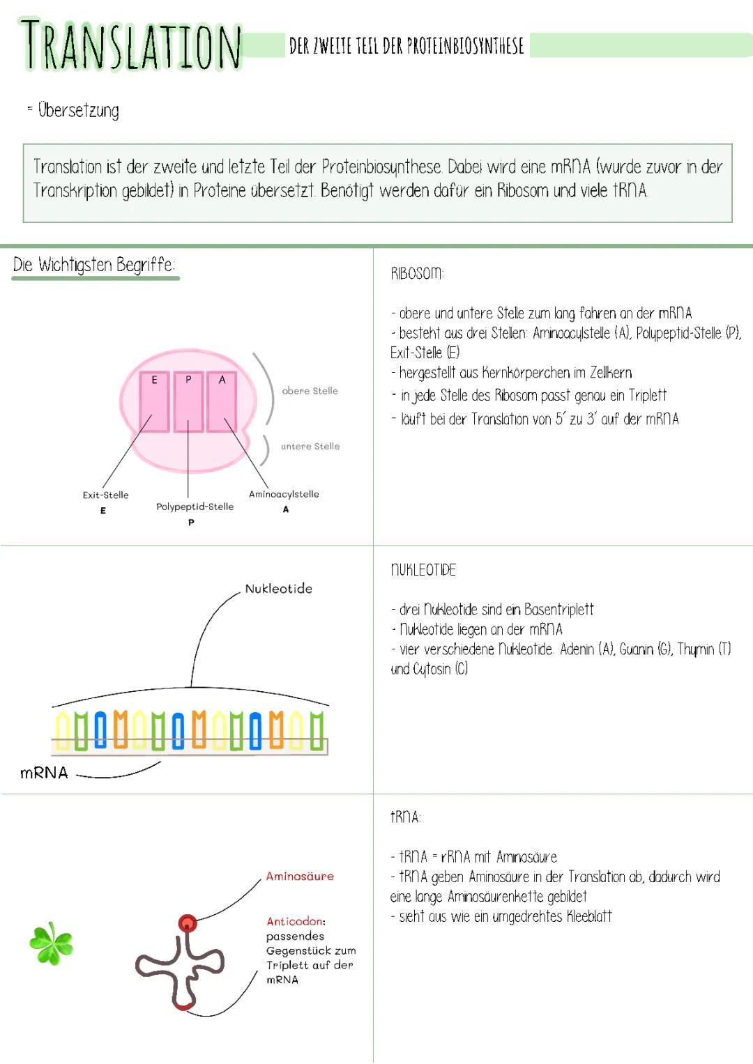 Translation Biologie: Einfache Erklärung und Ablauf der Proteinbiosynthese