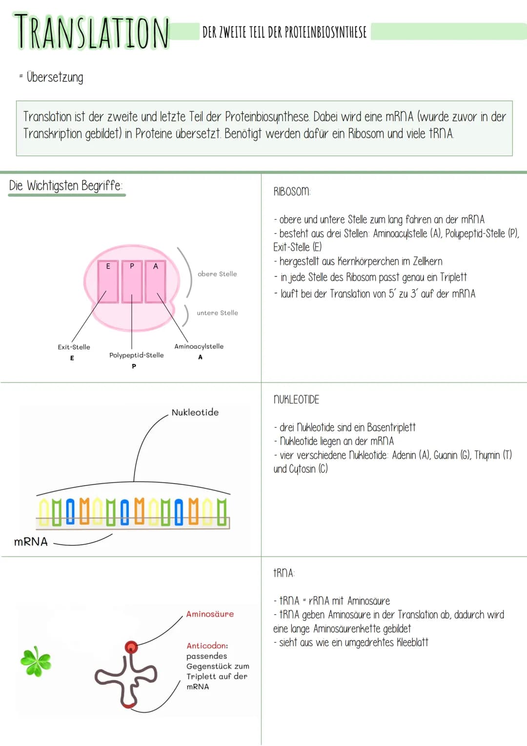 TRANSLATION
=
- Übersetzung
Translation ist der zweite und letzte Teil der Proteinbiosynthese. Dabei wird eine mRNA (wurde zuvor in der
Tran