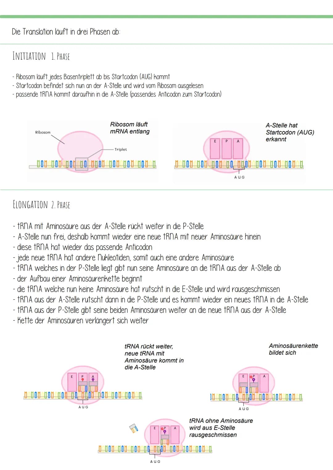TRANSLATION
=
- Übersetzung
Translation ist der zweite und letzte Teil der Proteinbiosynthese. Dabei wird eine mRNA (wurde zuvor in der
Tran