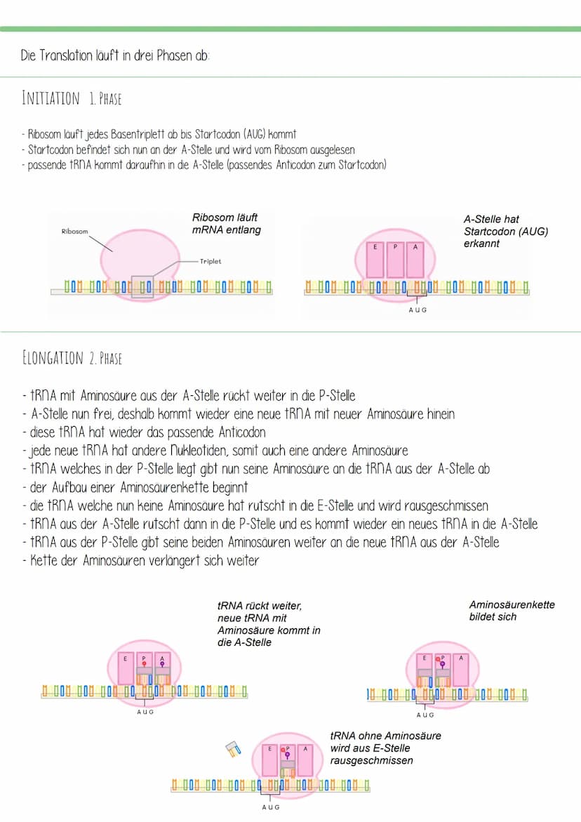 TRANSLATION
=
- Übersetzung
Translation ist der zweite und letzte Teil der Proteinbiosynthese. Dabei wird eine mRNA (wurde zuvor in der
Tran