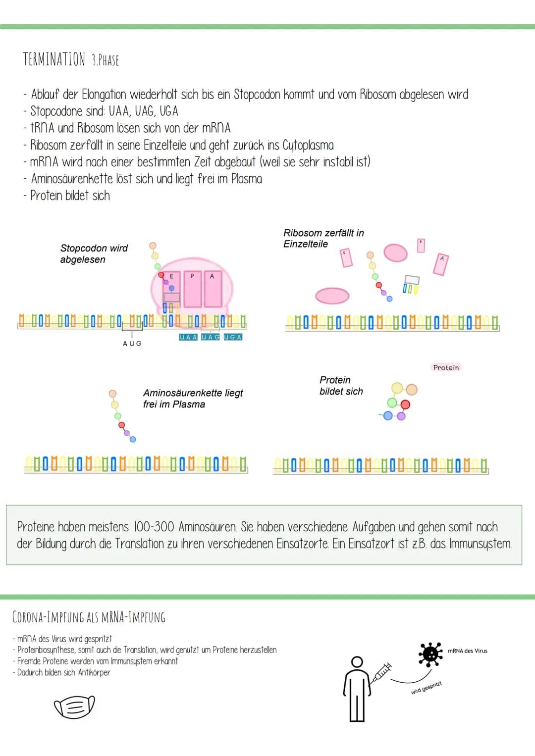 TRANSLATION
=
- Übersetzung
Translation ist der zweite und letzte Teil der Proteinbiosynthese. Dabei wird eine mRNA (wurde zuvor in der
Tran
