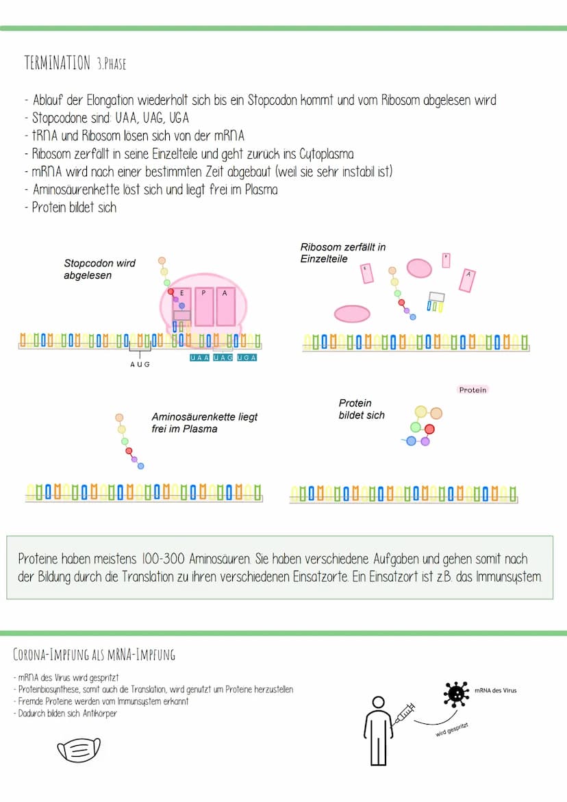 TRANSLATION
=
- Übersetzung
Translation ist der zweite und letzte Teil der Proteinbiosynthese. Dabei wird eine mRNA (wurde zuvor in der
Tran