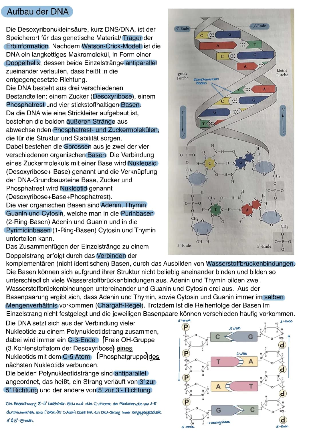 DNA Aufbau, Replikation und Proteinbiosynthese 