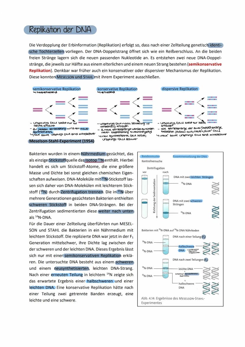 Aufbau der DNA
Die Desoxyribonukleinsäure, kurz DNS/DNA, ist der
Speicherort für das genetische Material/Träger der
Erbinformation. Nachdem 