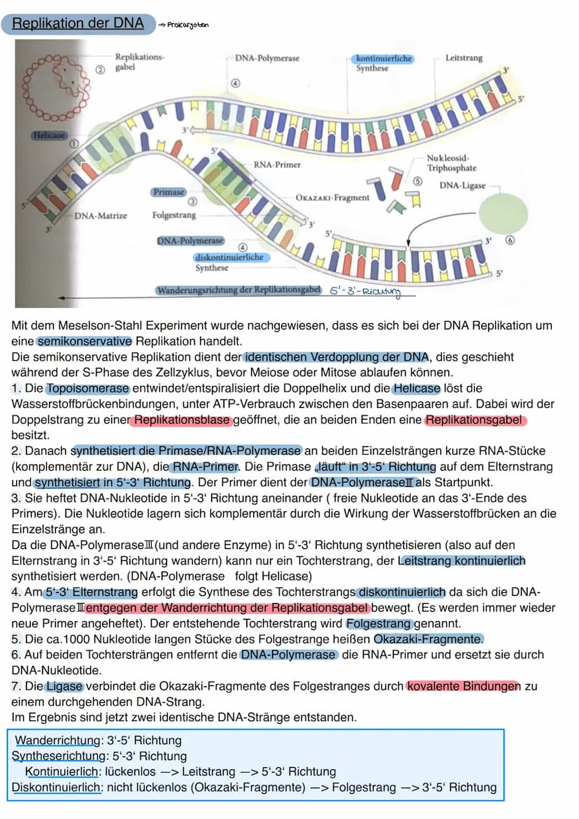 Aufbau der DNA
Die Desoxyribonukleinsäure, kurz DNS/DNA, ist der
Speicherort für das genetische Material/Träger der
Erbinformation. Nachdem 