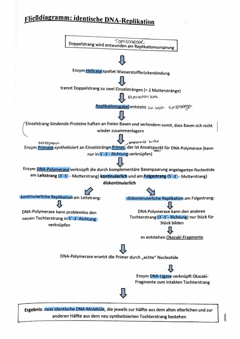 Aufbau der DNA
Die Desoxyribonukleinsäure, kurz DNS/DNA, ist der
Speicherort für das genetische Material/Träger der
Erbinformation. Nachdem 
