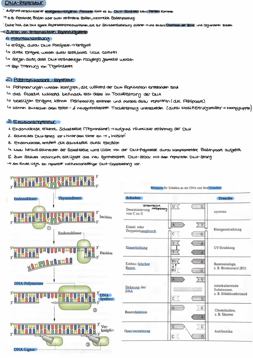 Aufbau der DNA
Die Desoxyribonukleinsäure, kurz DNS/DNA, ist der
Speicherort für das genetische Material/Träger der
Erbinformation. Nachdem 