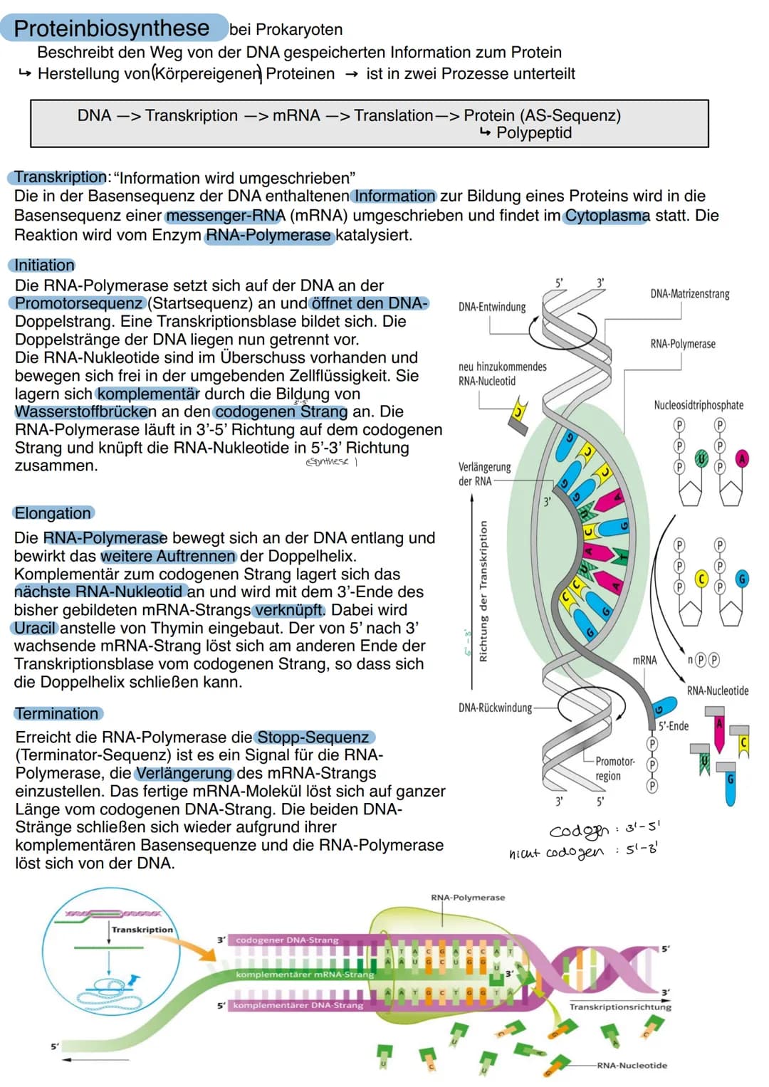 Aufbau der DNA
Die Desoxyribonukleinsäure, kurz DNS/DNA, ist der
Speicherort für das genetische Material/Träger der
Erbinformation. Nachdem 