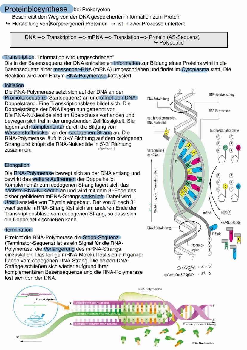 Aufbau der DNA
Die Desoxyribonukleinsäure, kurz DNS/DNA, ist der
Speicherort für das genetische Material/Träger der
Erbinformation. Nachdem 