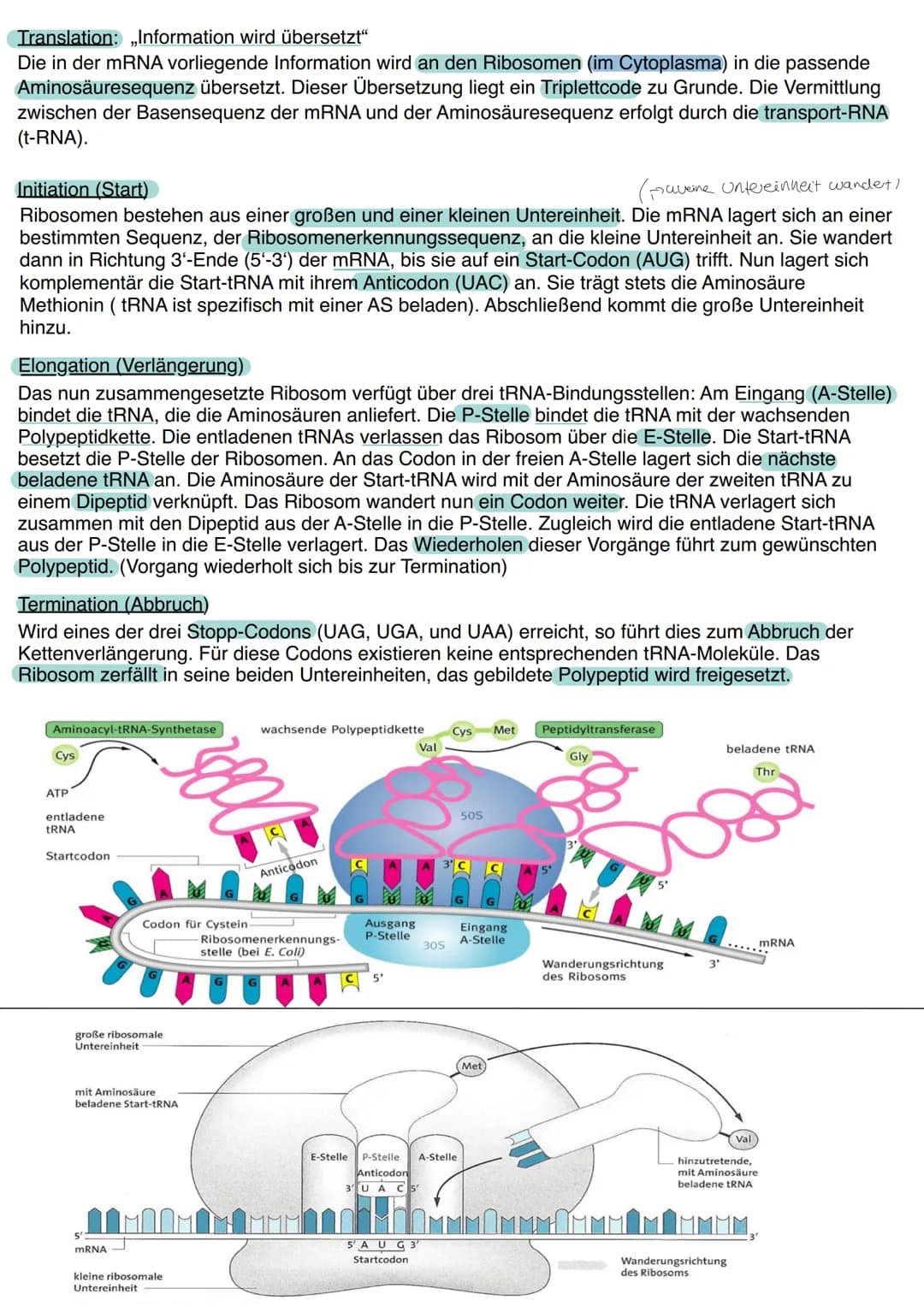 Aufbau der DNA
Die Desoxyribonukleinsäure, kurz DNS/DNA, ist der
Speicherort für das genetische Material/Träger der
Erbinformation. Nachdem 