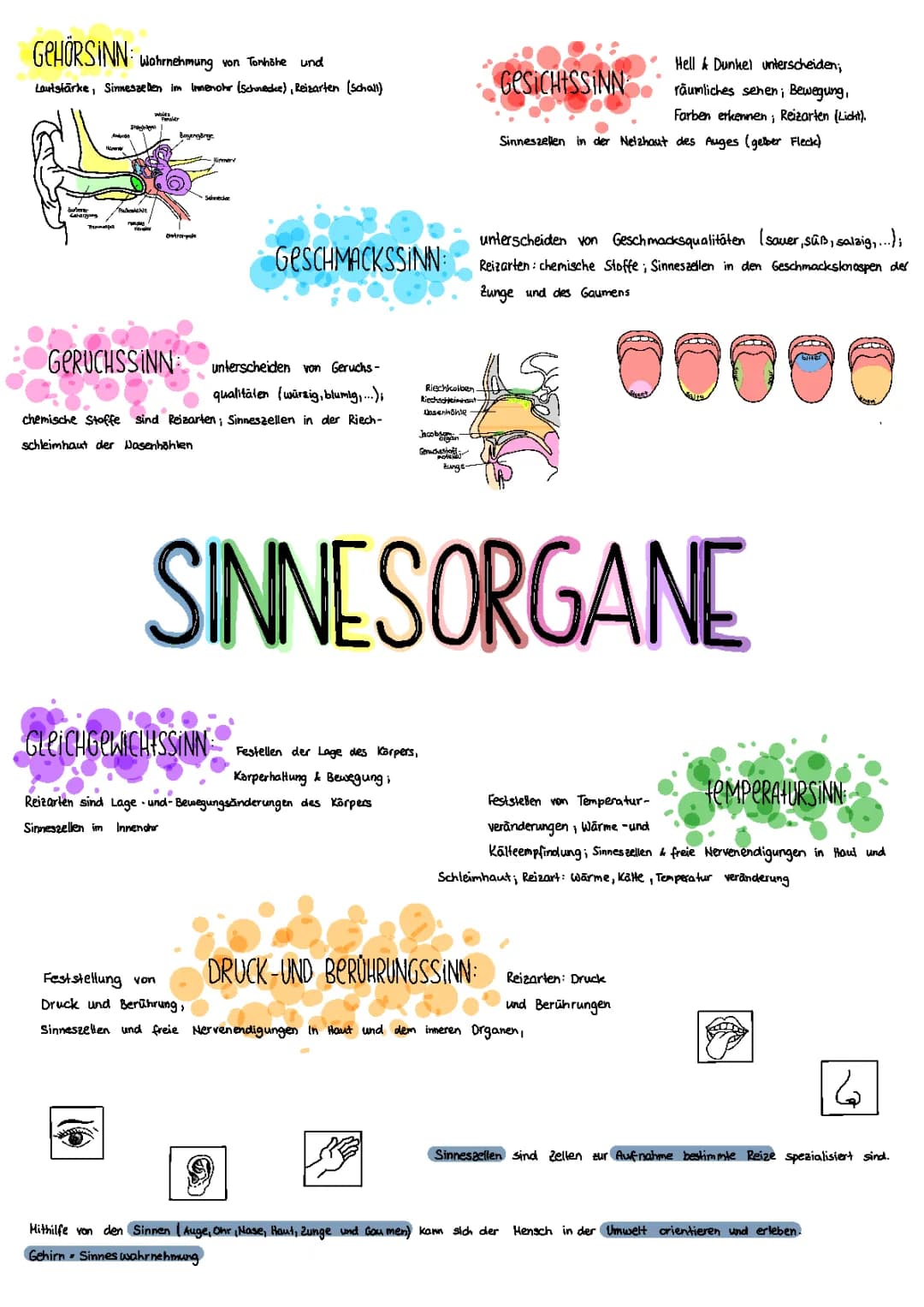 Sinnesorgane 