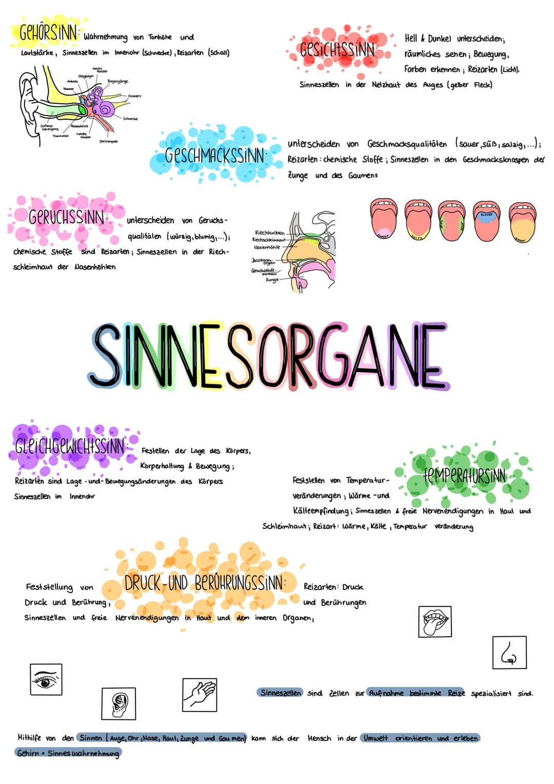 GEHÖRSINN: Wahrnehmung von Tonhishe und
Lautstärke, Sinneszellen im Innenohr (Schnecke), Reizarten (Schall)
buberar
Paukerhistle
Bogengänge
