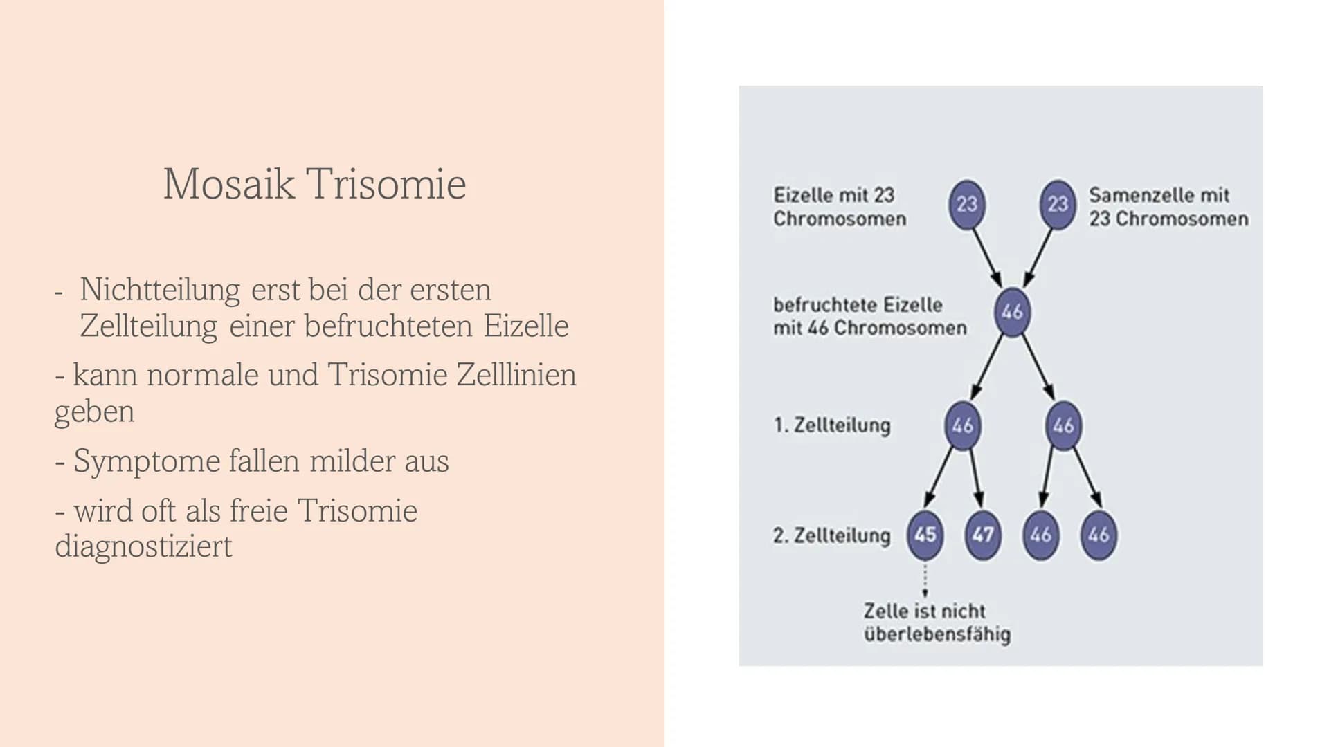 Trisomie 21
Down-Syndrom 1.
Allgemeines Trisomie 21
Wie entsteht Trisomie 21
3.
Formen von Trisomie 21
4. Entdeckung und Geschichte
5. Häufi