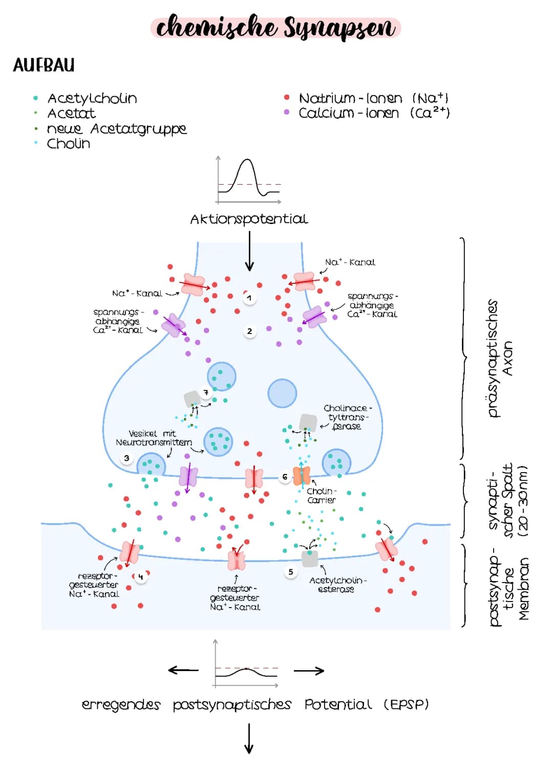 chemische Synapsen | Neurobiologie 