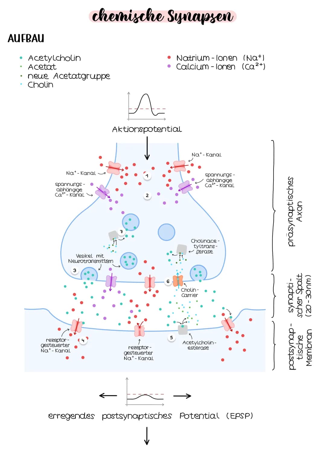 AUFBAU
chemische Synapsen
Acetylcholin
Acetat
• neue Acetatgruppe
Cholin
Nat- Kanal
spannungs- ●
abhängige
Ca²+-kanal
Vesikel mit
Neurotrans