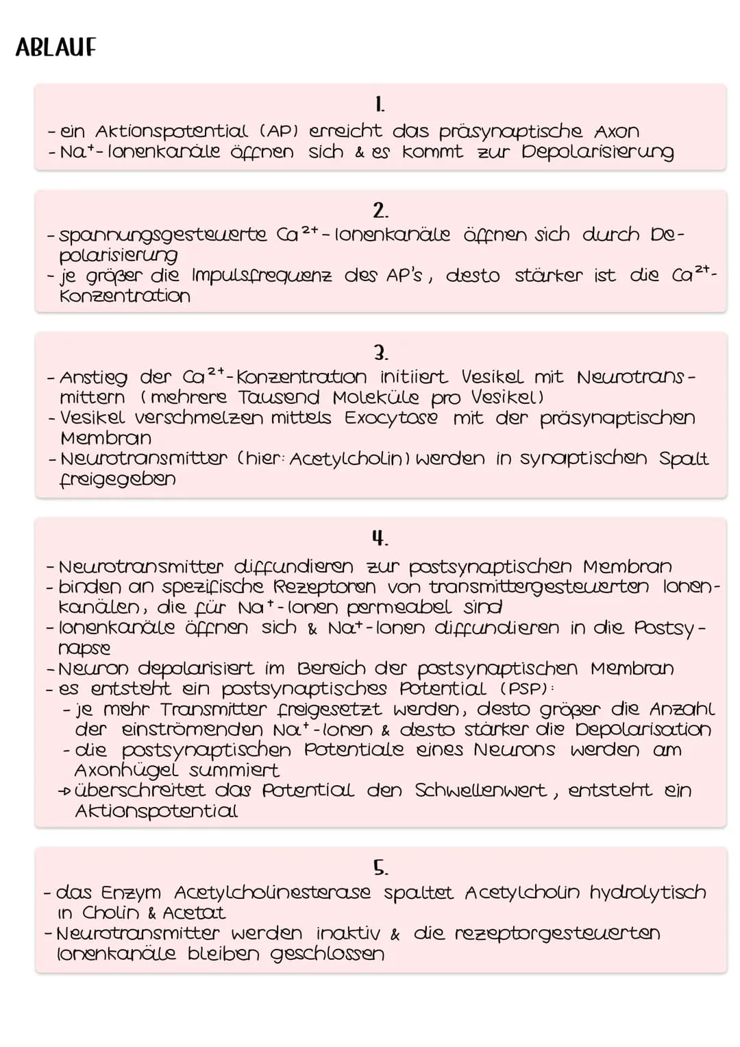 AUFBAU
chemische Synapsen
Acetylcholin
Acetat
• neue Acetatgruppe
Cholin
Nat- Kanal
spannungs- ●
abhängige
Ca²+-kanal
Vesikel mit
Neurotrans
