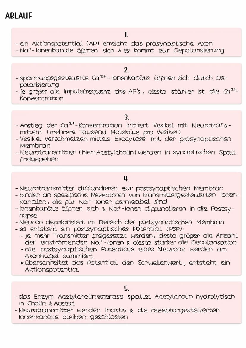 AUFBAU
chemische Synapsen
Acetylcholin
Acetat
• neue Acetatgruppe
Cholin
Nat- Kanal
spannungs- ●
abhängige
Ca²+-kanal
Vesikel mit
Neurotrans