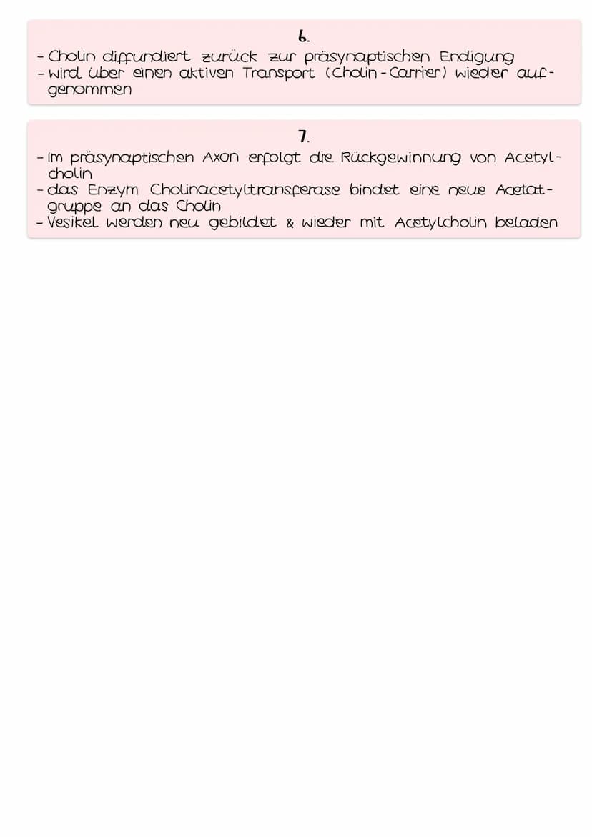 AUFBAU
chemische Synapsen
Acetylcholin
Acetat
• neue Acetatgruppe
Cholin
Nat- Kanal
spannungs- ●
abhängige
Ca²+-kanal
Vesikel mit
Neurotrans